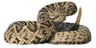 Bildergebnis für rattlesnake