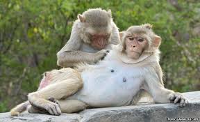 Image result for MONKEYS