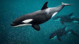 National Geographic Indonesia - News update