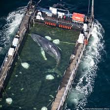 Whale 'Timmy' reaches Denmark in rescue effort — in pictures