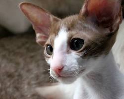 甘えん坊なオリエンタル catの画像
