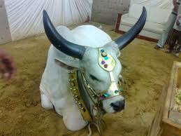 Image result for bakra eid 2015 pakistan