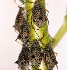 Image result for Entomology Studies