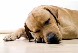 Image result for +dog