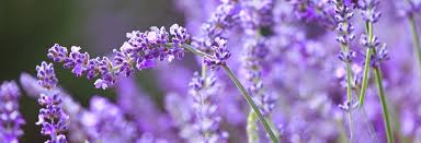 Min's House Shop - Gấu bông giữ nhiệt Lavender Bear Bridestowe Úc - 3