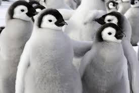 Image result for penguins