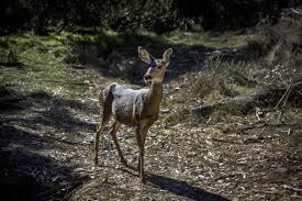 All of Catalina’s deer will be killed to restore the island’s ecosystem