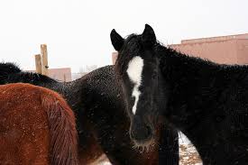 Image result for fuzzy horse
