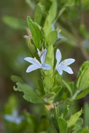 Image result for Megalochlamys