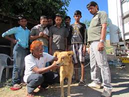 Image result for eyeball enucleation cattle