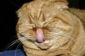 images?q=tbn:ANd9GcTWNEOi3jEjqCKvS3_Nplm-mk6Ym3spYr5x6ee6yU7iAL07gGJ78w