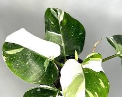 รูปภาพPhilodendron White Wizard plant showing its variegated leaves