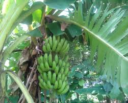 Image result for sagwan image green tree image