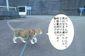 「ダム穴　日本」の画像検索結果