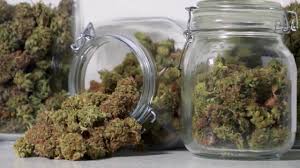 Minnesota teens are using less cannabis than ever, health survey finds