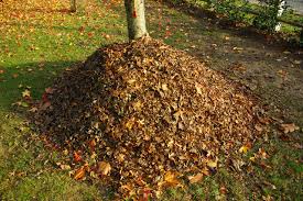 Résultat de recherche d'images pour "feuilles mortes"