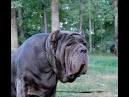 Compresseur italian mastiff