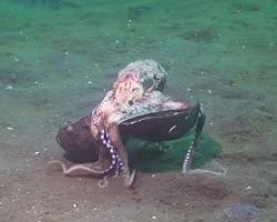 Image of octopus carrying a coconut shell