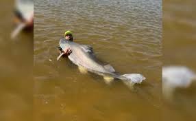 Pescadores são obrigados a devolver peixe de quase dois metros para água no Rio Araguaia; entenda motivo