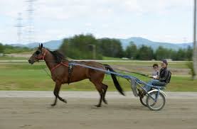 Résultat de recherche d'images pour "image d'hippodromes de chevaux de course"