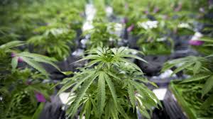 What does Trump’s new federal marijuana order mean for Wisconsin?