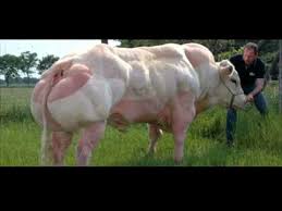 Image result for belgian blue bull meat