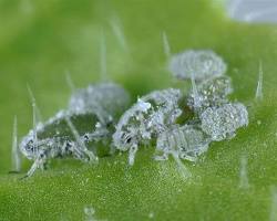Immagine di Brevicoryne brassicae afide ceroso del cavolo