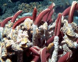 Image of Hydrothermal vents with tubeworms and giant clams