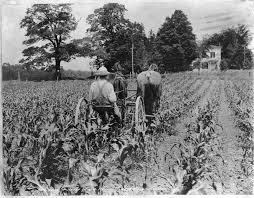 Image result for horse drawn cultivator pictures