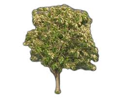 Image result for sagwan image green tree image