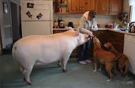 Image result for pigs