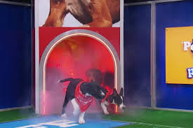 Puppy Bowl competitors