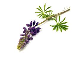 Image result for lupine