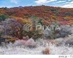 八幡高原の紅葉の画像