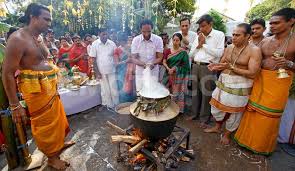 Image result for pongal festival images