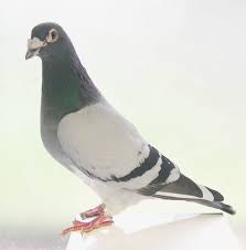 Image result for pigeons