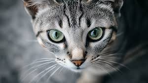 Día Mundial del Gato: 9 Curiosidades Científicas sobre la Complejidad Felina