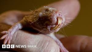 O pequeno mamífero que pode guardar o segredo da longevidade