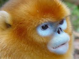 Image result for MONKEYS