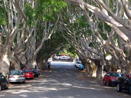 Résultat de recherche d'images pour "burying fig trees"