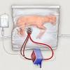 Story image for Cord Blood Maternal Or Fetal from Science Magazine