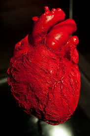 Body Worlds and The Story of the Heart | Seasweetie&#39;s Pages via Relatably.com