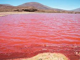Image result for pics of pink colored lakes around the world