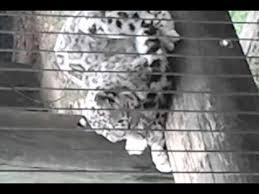 Résultat de recherche d'images pour "snow leopard biting tail"