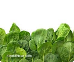 Image result for health benefits of longevity spinach