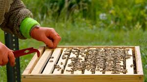 Managing Bee Stings: Remedies and When to Seek Medical Attention - 1