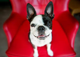 Image result for +dog