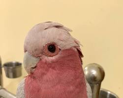 cockatoo and its owner playingの画像