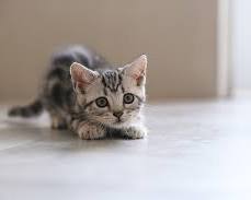 American Shorthair catの画像