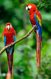 Image result for macaw parrot hd
